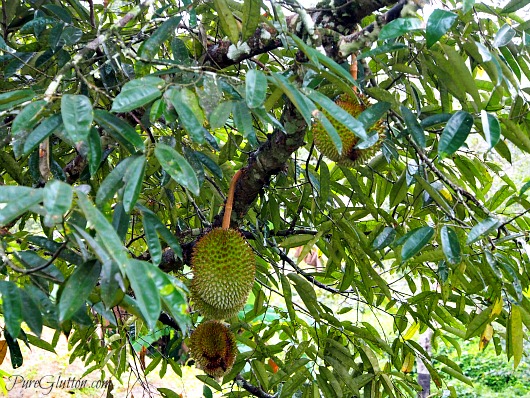 durians in tree