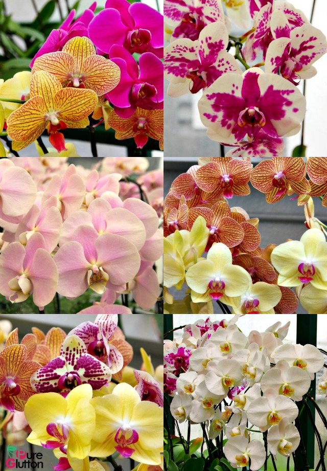 Orchids Collage