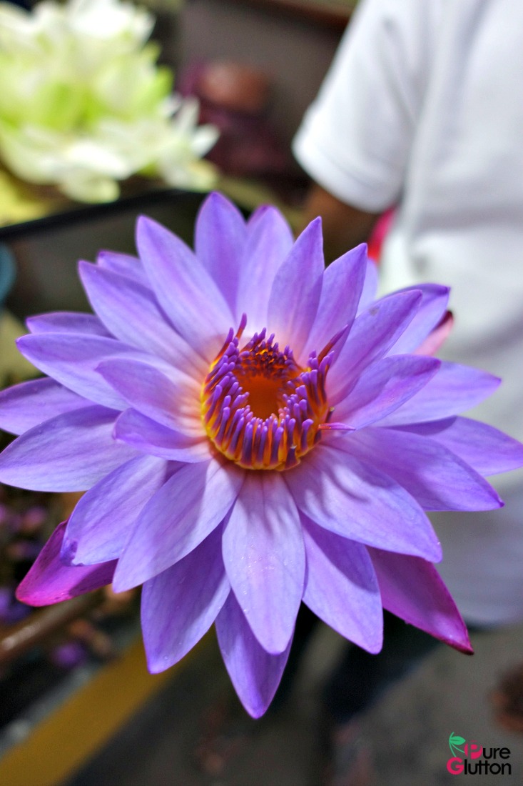 purple-lotus